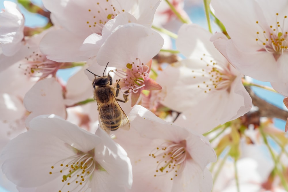 abeja negra y amarilla sobre flor blanca