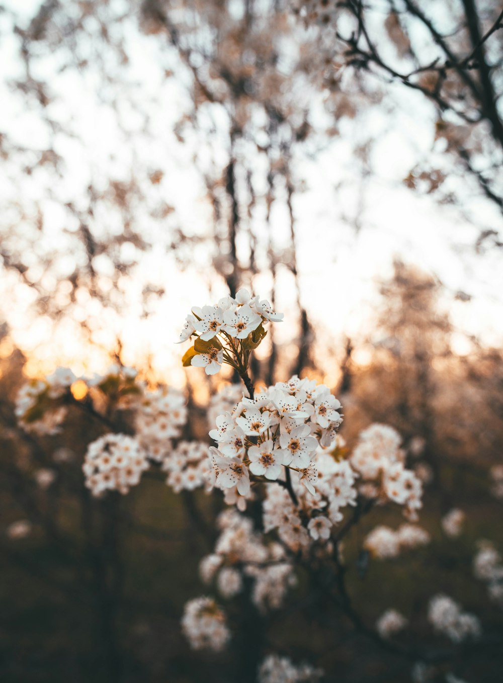 Weiße Kirschblüte in Nahaufnahmen