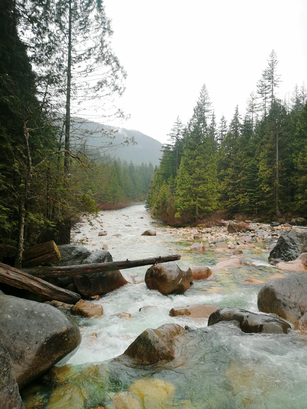 brown wood log on river