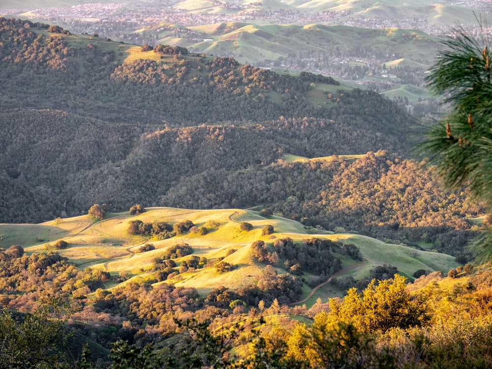 green trees on brown field during daytime