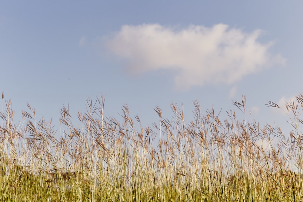 green grass field under blue sky during daytime