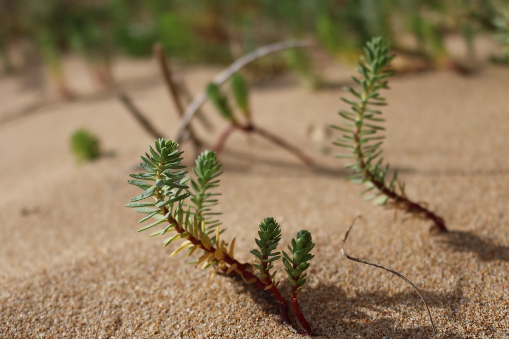 green plant on brown sand