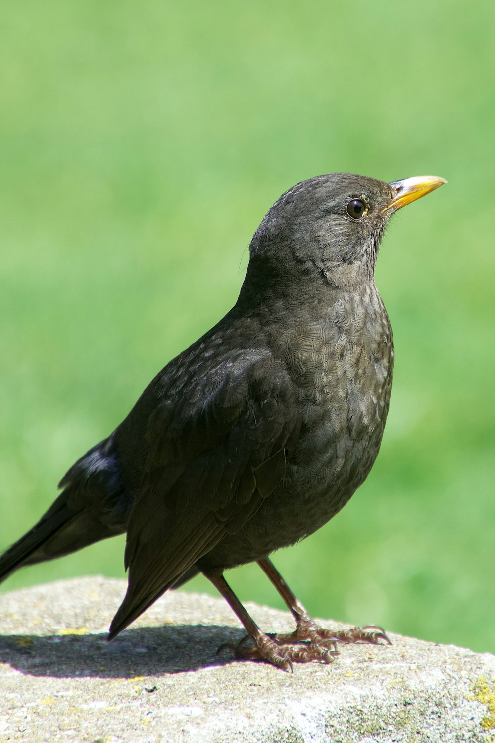 schwarzer Vogel tagsüber auf braunem Holzstab