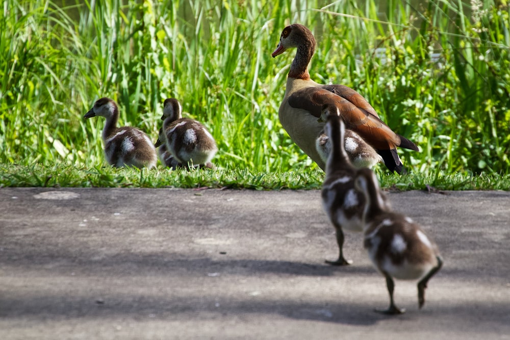 flock of geese on gray concrete road during daytime