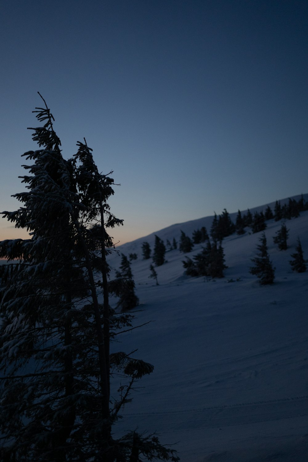 green pine tree on snow covered ground during daytime