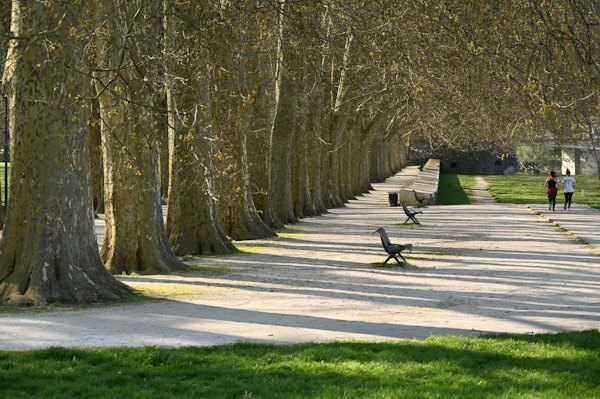 A plane-tree promenade — Besançon, France