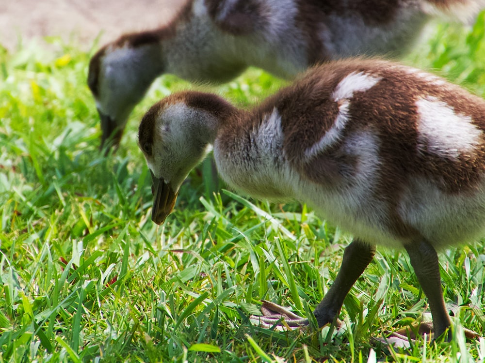 Braune und weiße Ente auf grünem Gras tagsüber