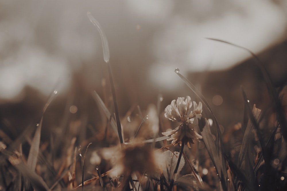 white flower in tilt shift lens