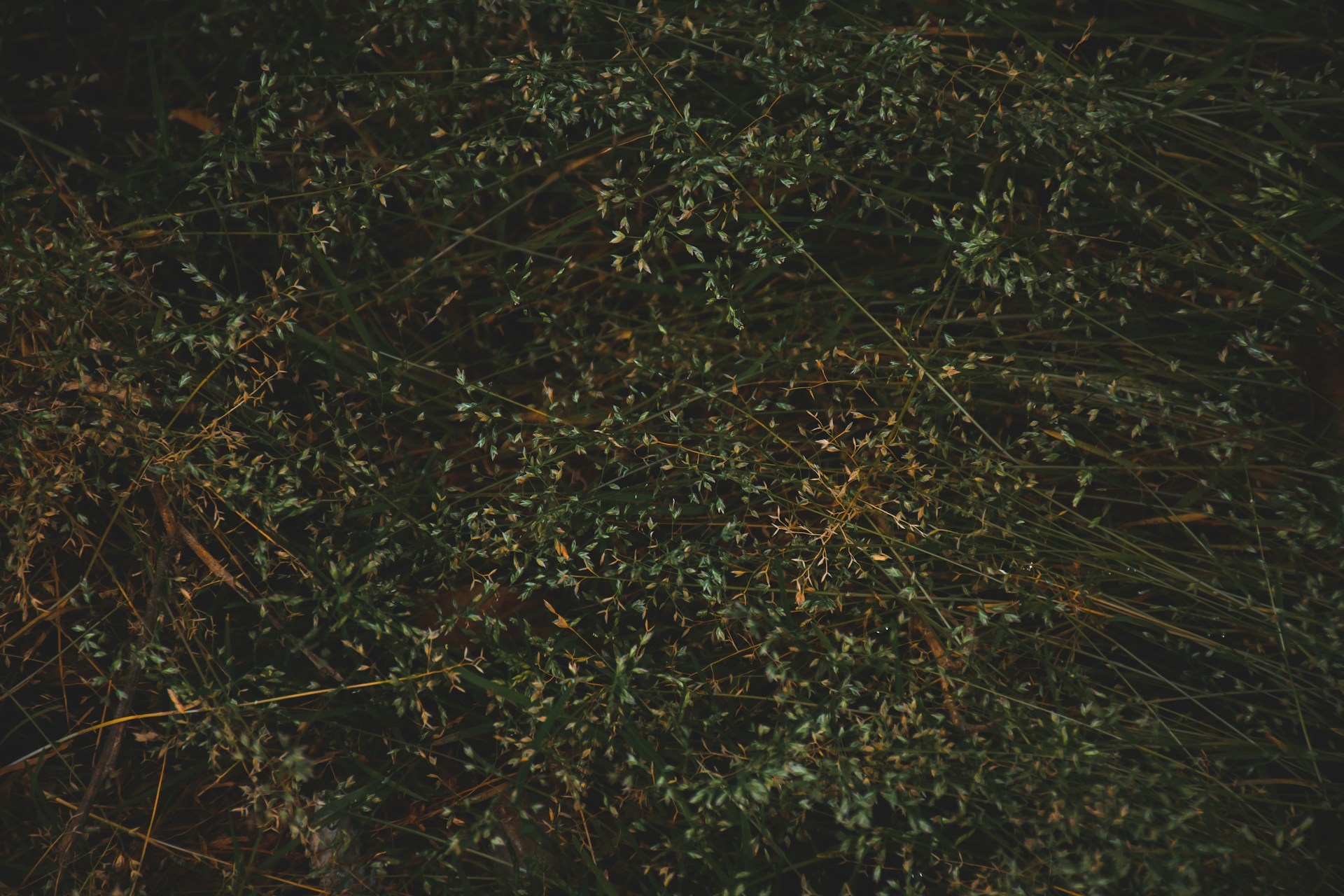 green grass field during daytime