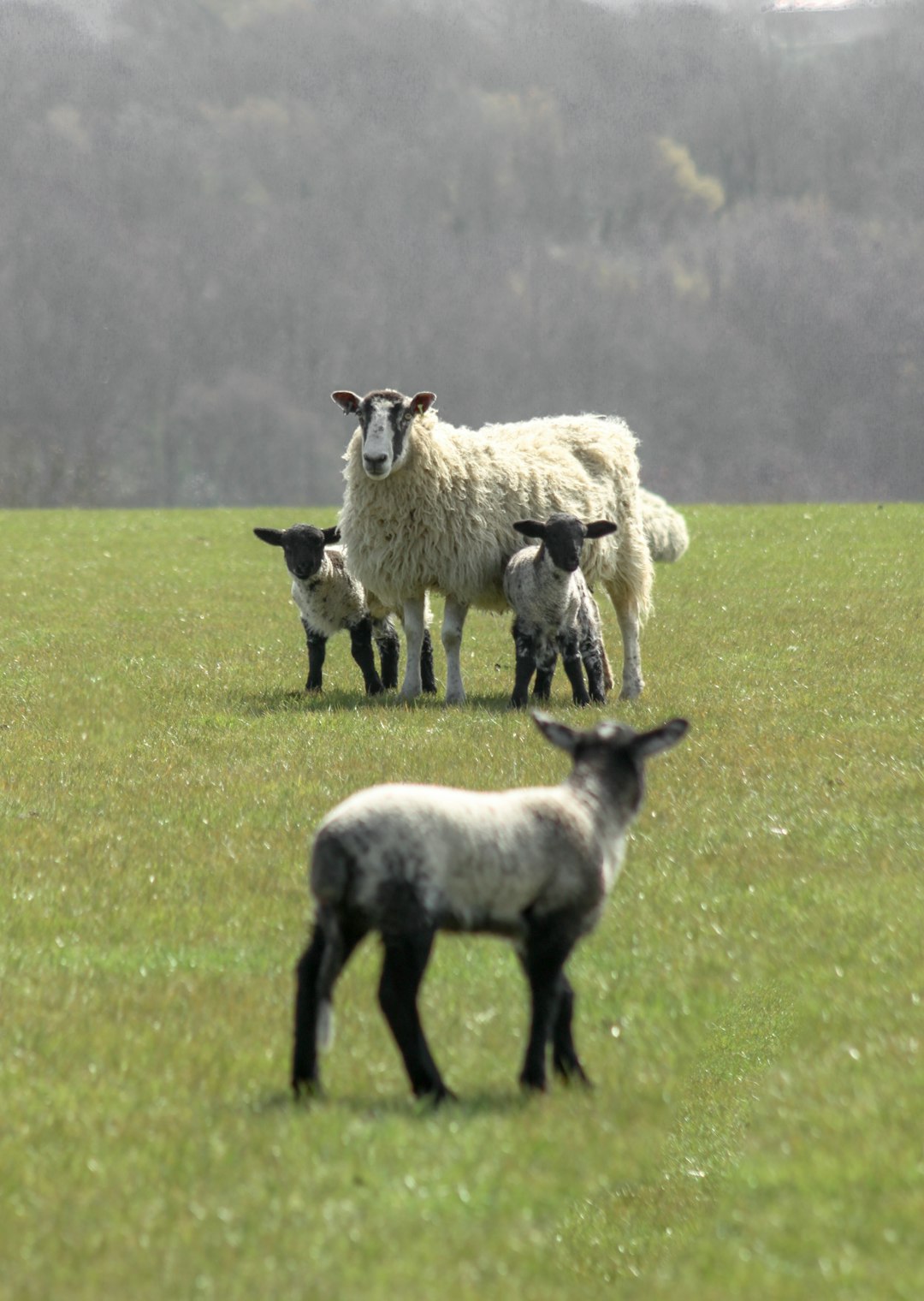 white sheep on green grass field during daytime