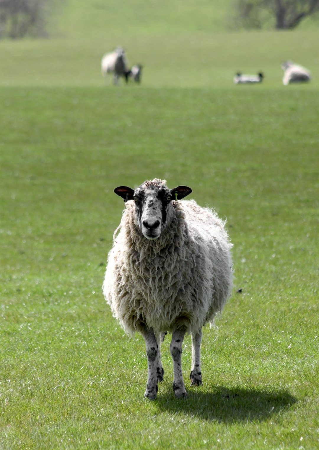 white sheep on green grass field during daytime