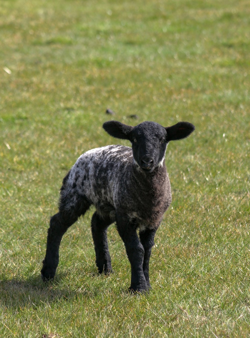 black and white sheep on green grass field during daytime