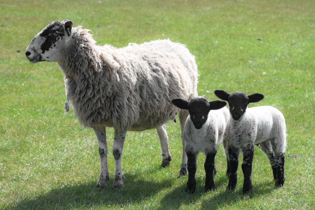 white sheep on green grass field during daytime