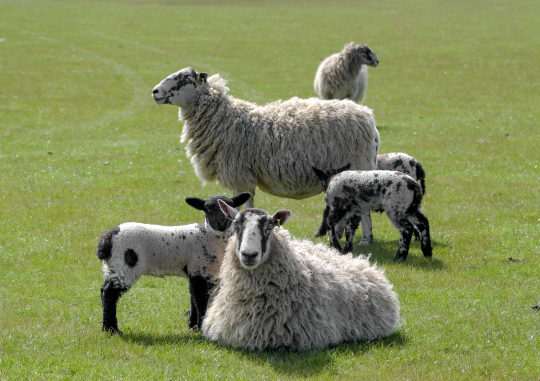 herd of sheep on green grass field during daytime