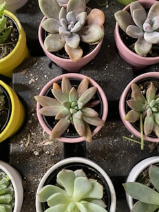 A collection of small potted succulents arranged closely together. The succulents come in shades of green, pink, and beige, with thick, fleshy leaves. The pots are colorful, predominantly in pink, yellow, and white, adding a vibrant contrast to the plants. Soil is visible on the potting surface, indicating a natural setting.