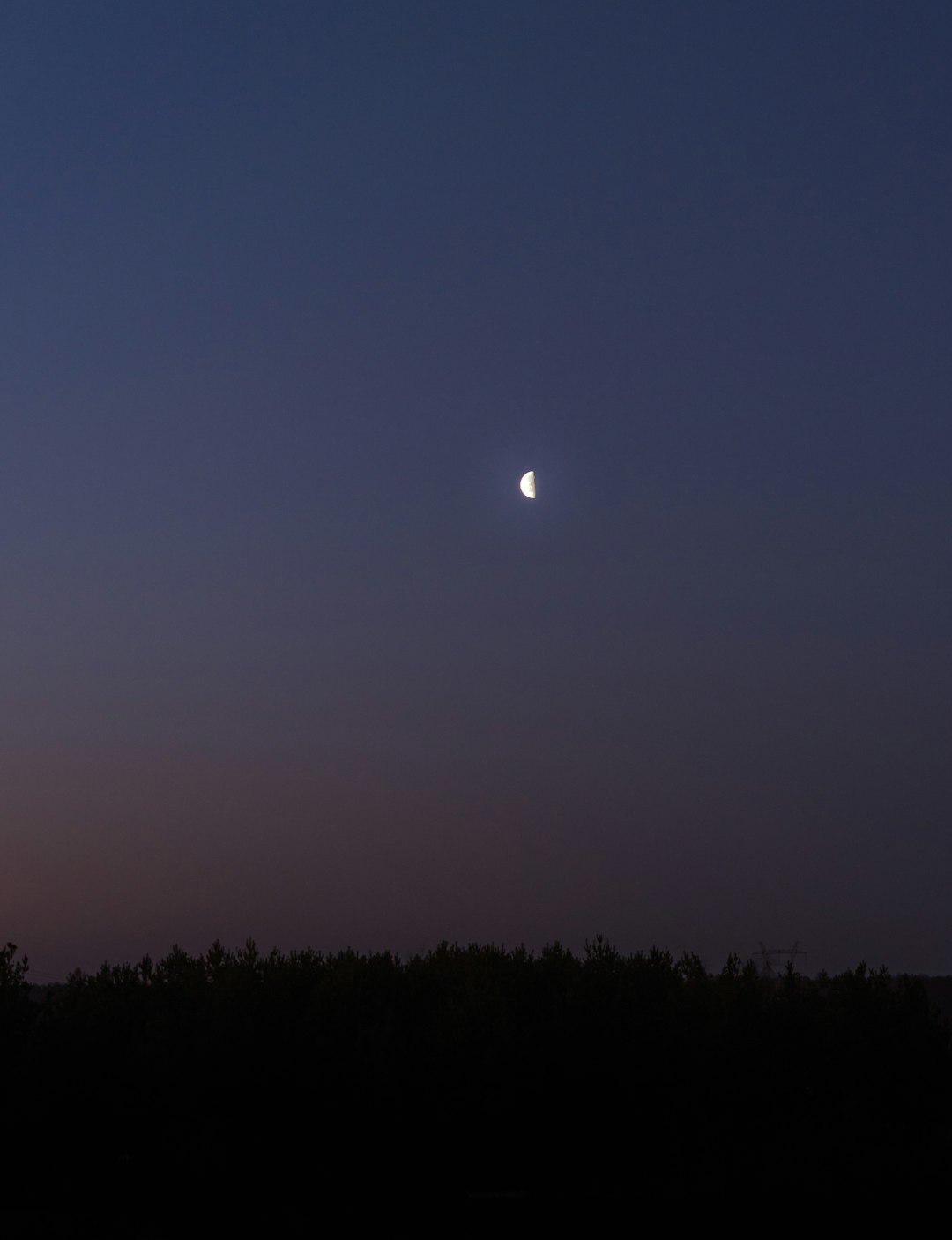 silhouette of trees under blue sky with moon