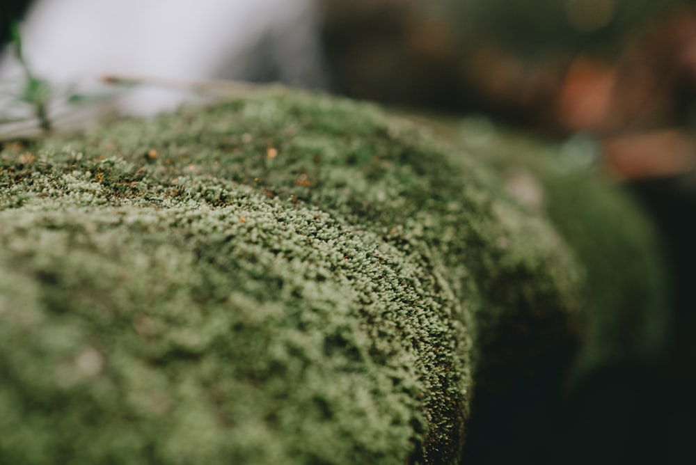 green moss in tilt shift lens