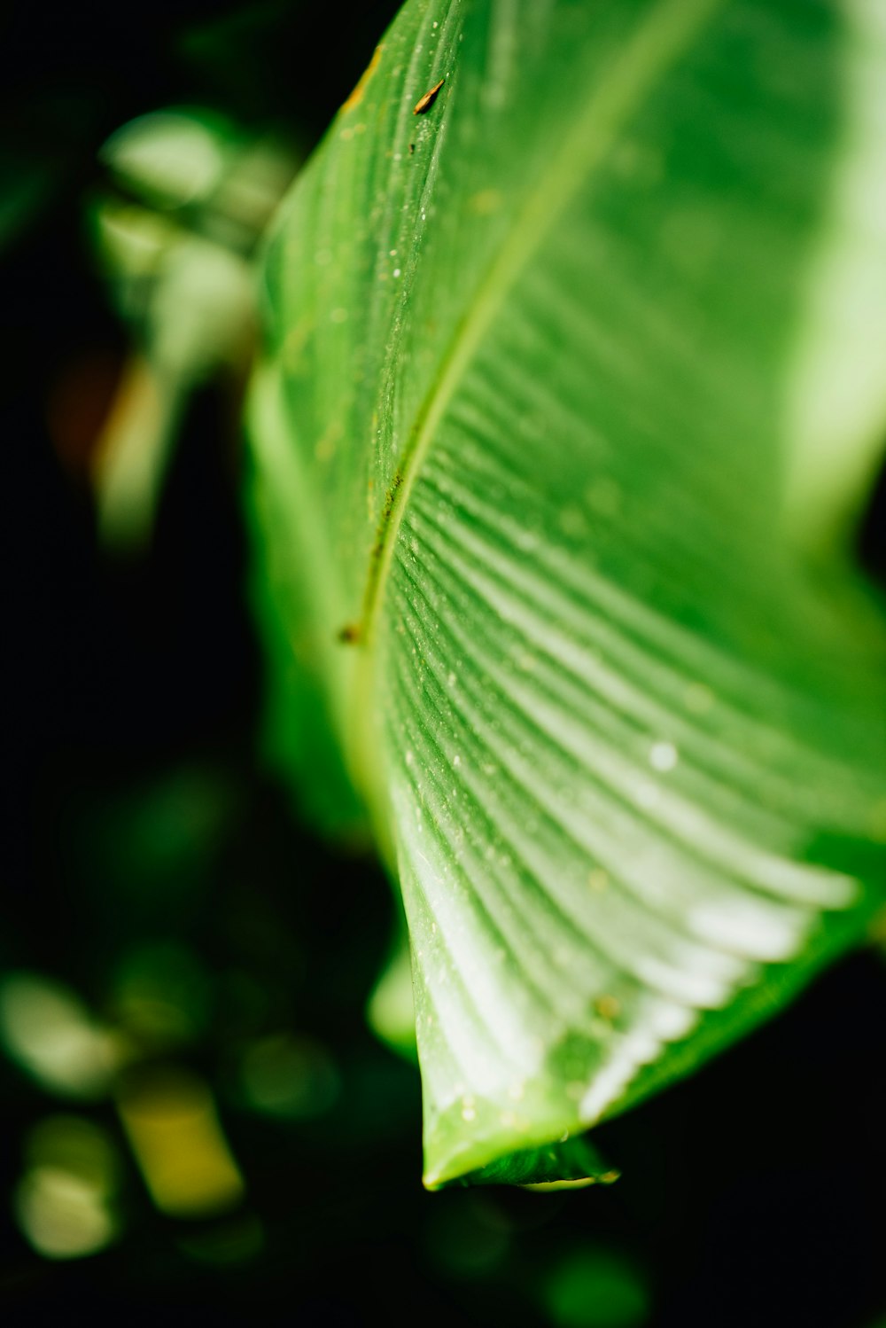 Hoja verde en la fotografía de primer plano