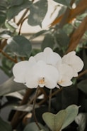 Delicate white orchids blooming in a bright living room