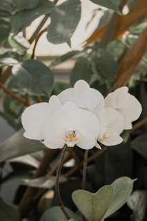 Elegant white orchids cascading gracefully against a soft green background