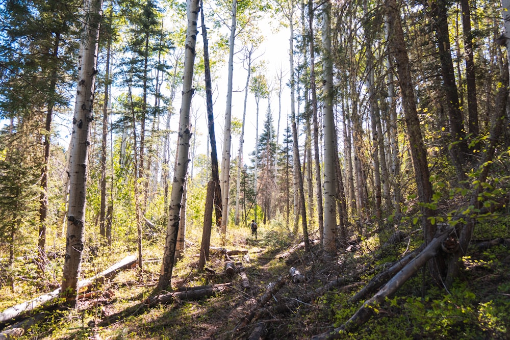 green trees on forest during daytime