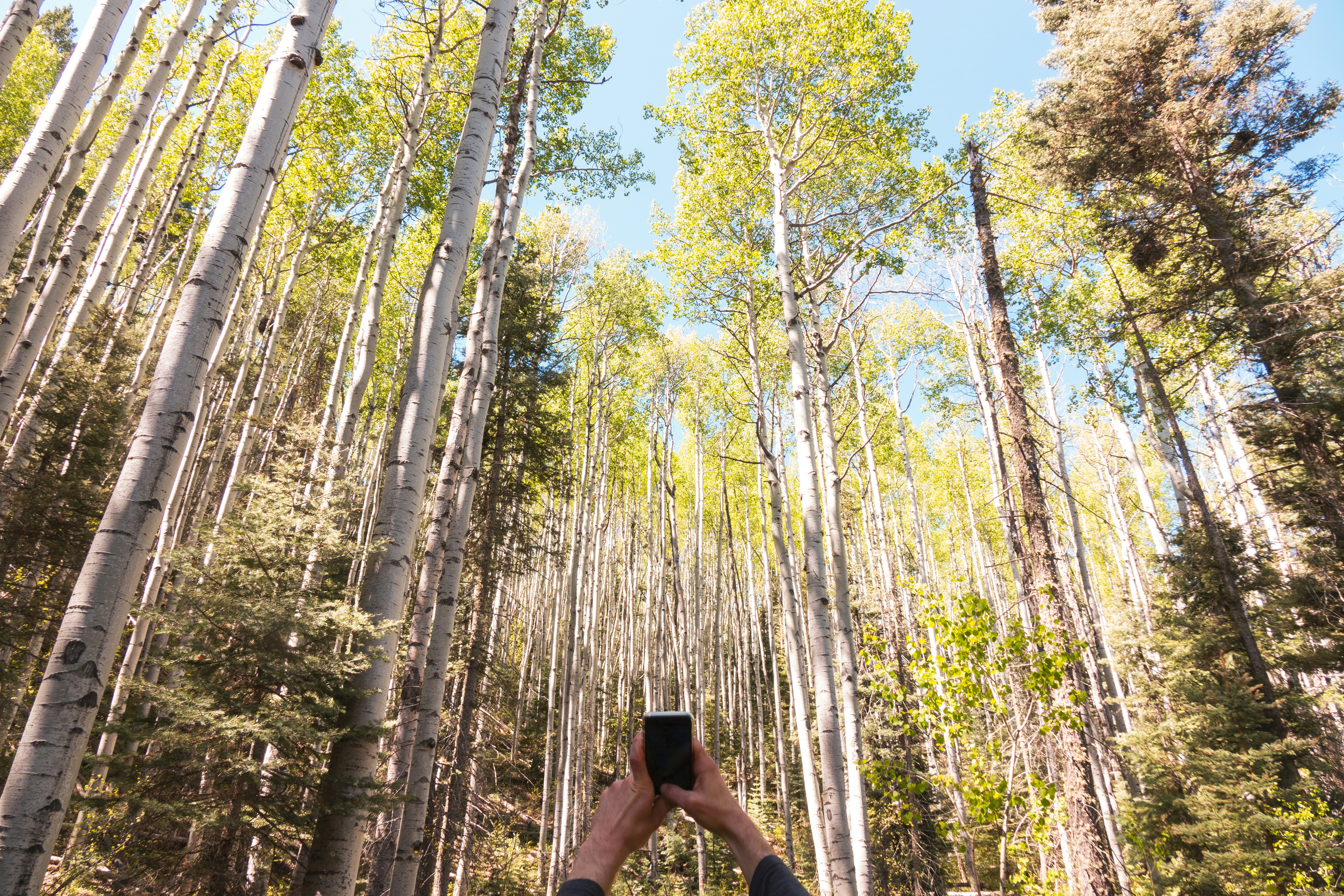 woman in black sun hat standing in the middle of the forest during daytime, Hands raised taking photo with iPhone in fall colored Aspen trees. 