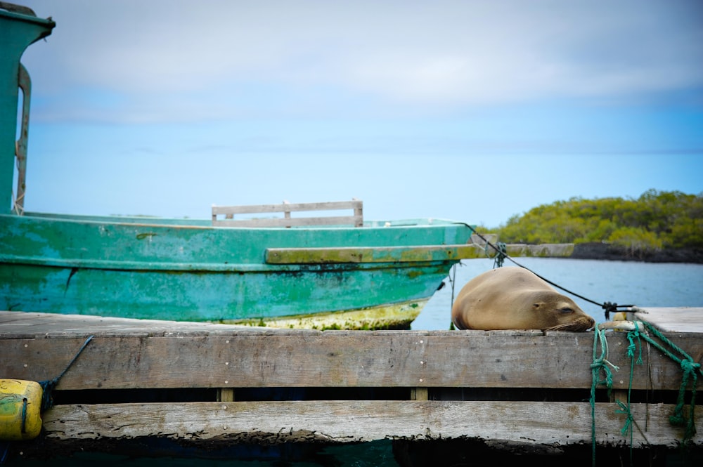 green and white boat on brown wooden dock during daytime