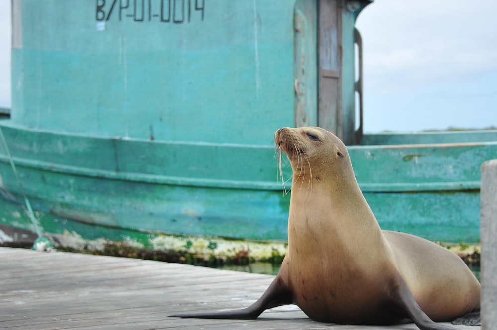 seal on brown wooden floor