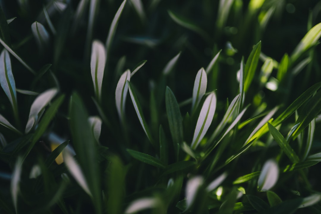 green plant with white flowers