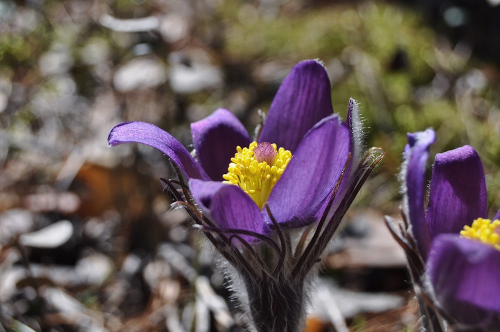 purple crocus in bloom during daytime