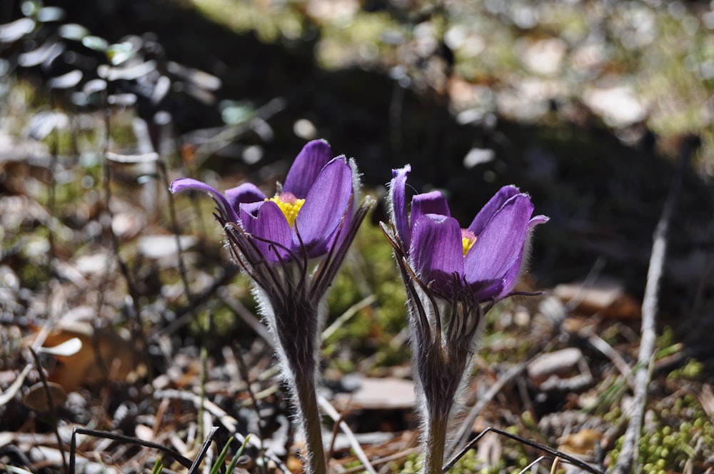 purple crocus flower in bloom during daytime