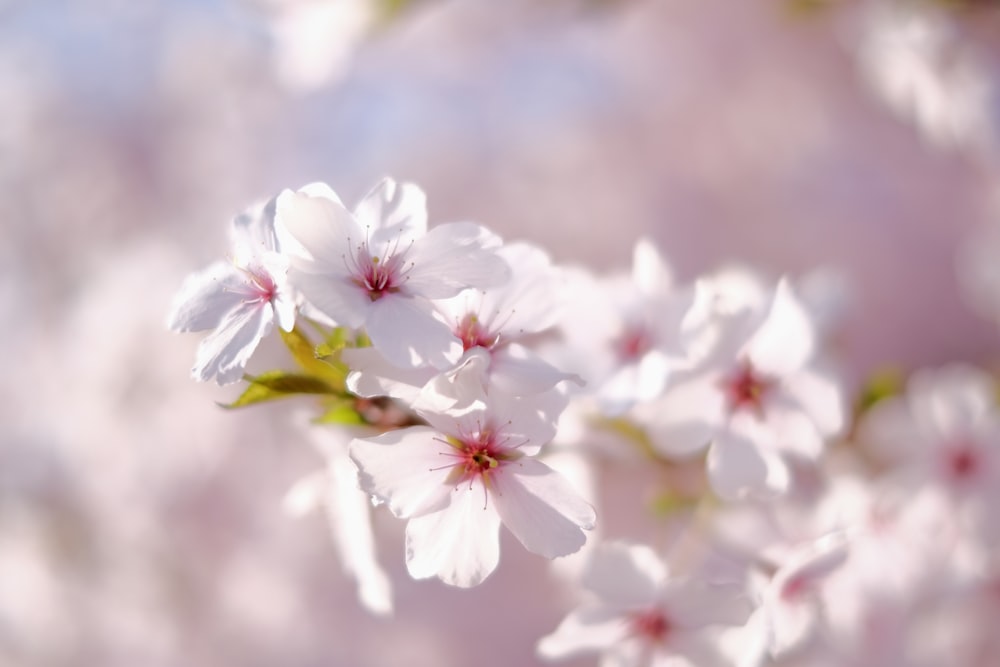 white and pink cherry blossom in close up photography