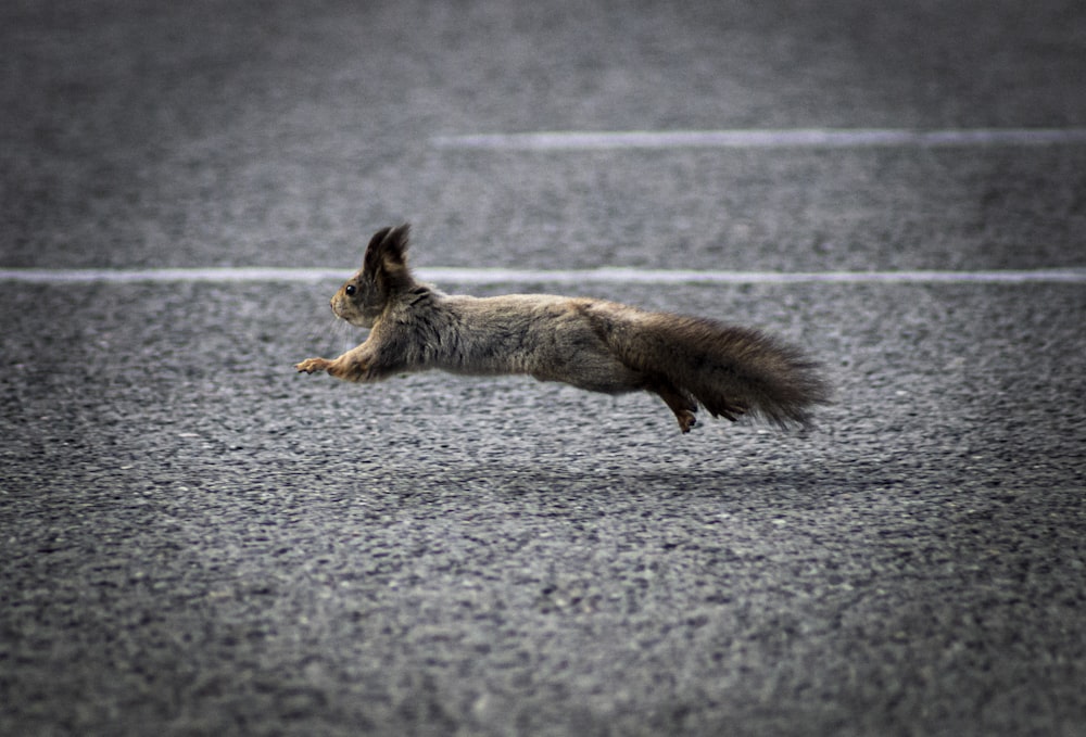 brown and white squirrel on gray asphalt road