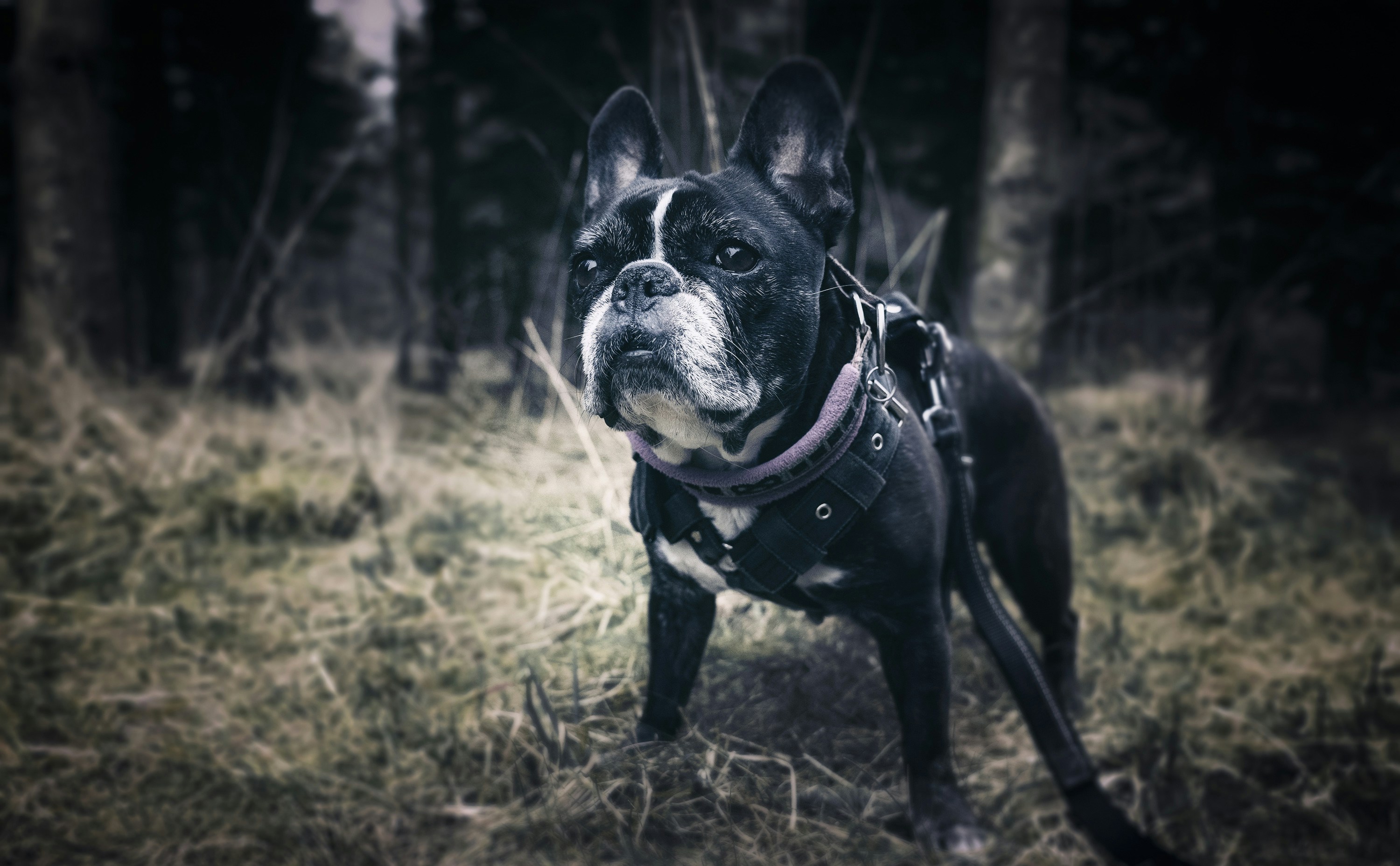 Chien noir et blanc à poil court sur un terrain d’herbe verte pendant la journée