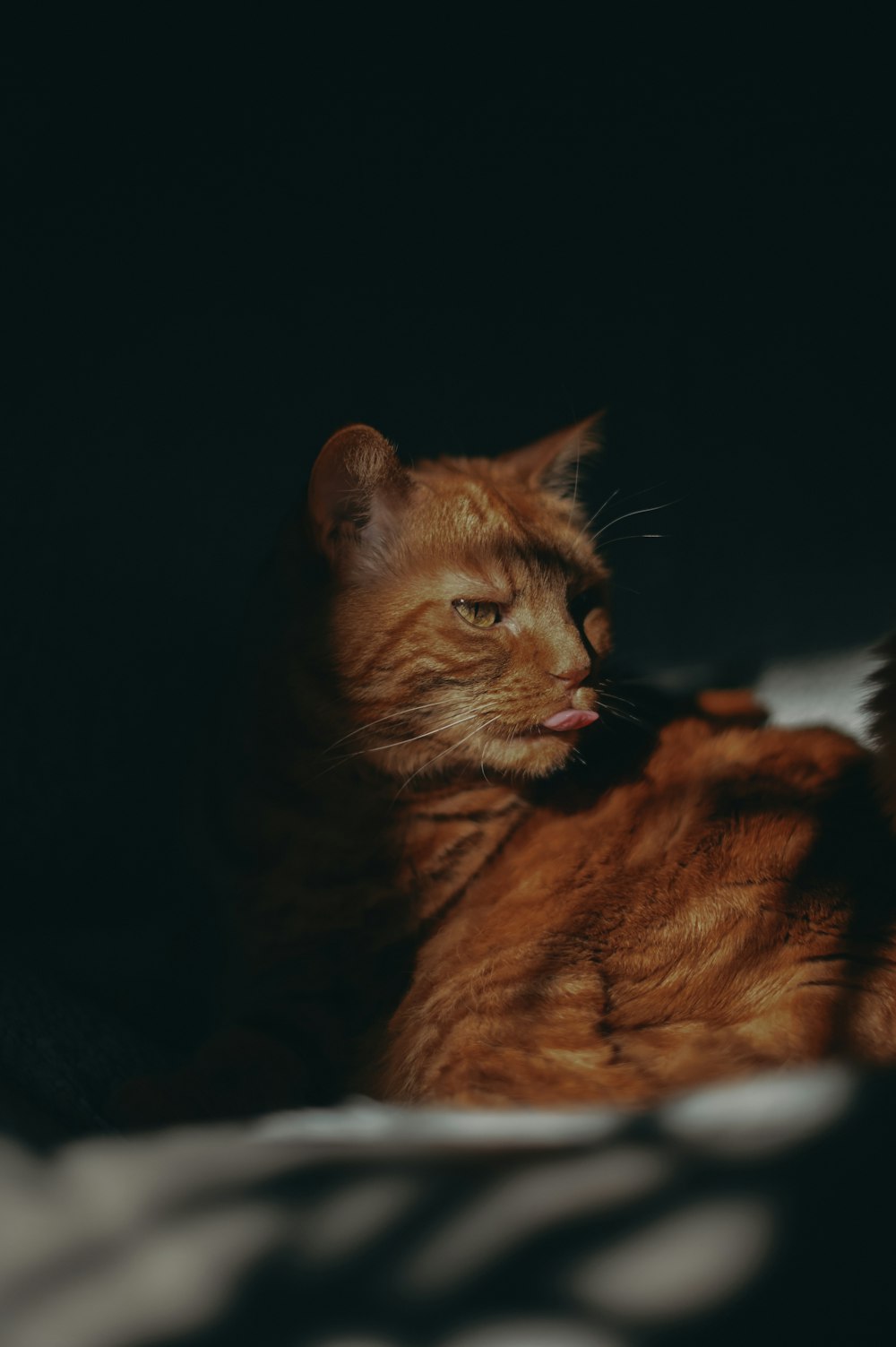 orange tabby cat lying on black textile