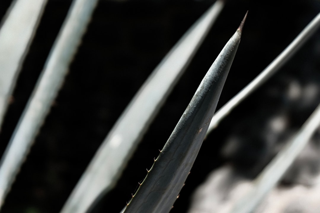 green plant in close up photography