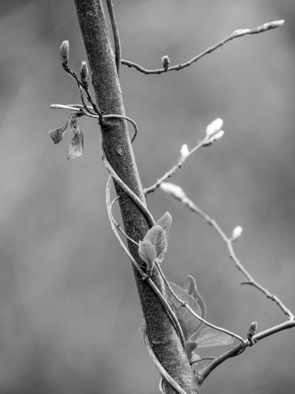 Photo en niveaux de gris d’une fleur séchée sur une branche d’arbre