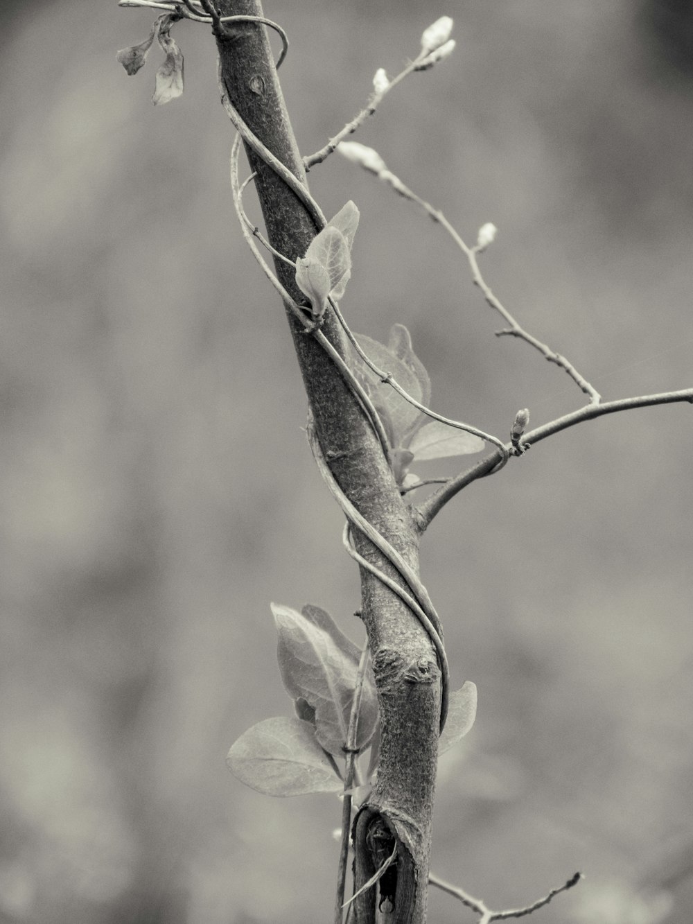 green leaves in tilt shift lens