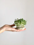 green plant on brown wooden table