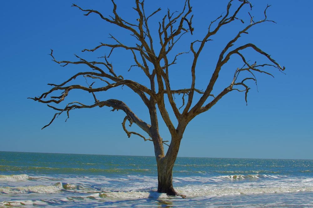 leafless tree on beach shore during daytime