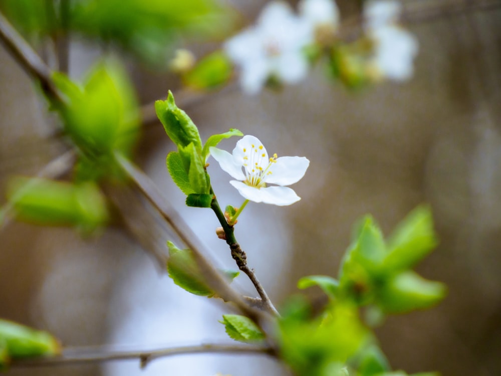 white flower in tilt shift lens