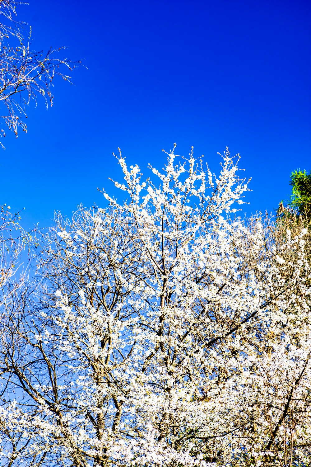 white cherry blossom tree under blue sky during daytime