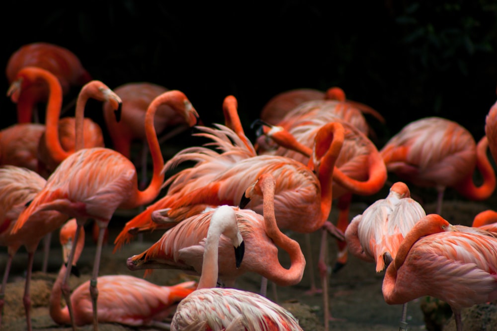 flock of flamingos on water