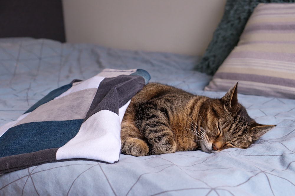 青と白の織物の上に横たわる茶色のぶち猫