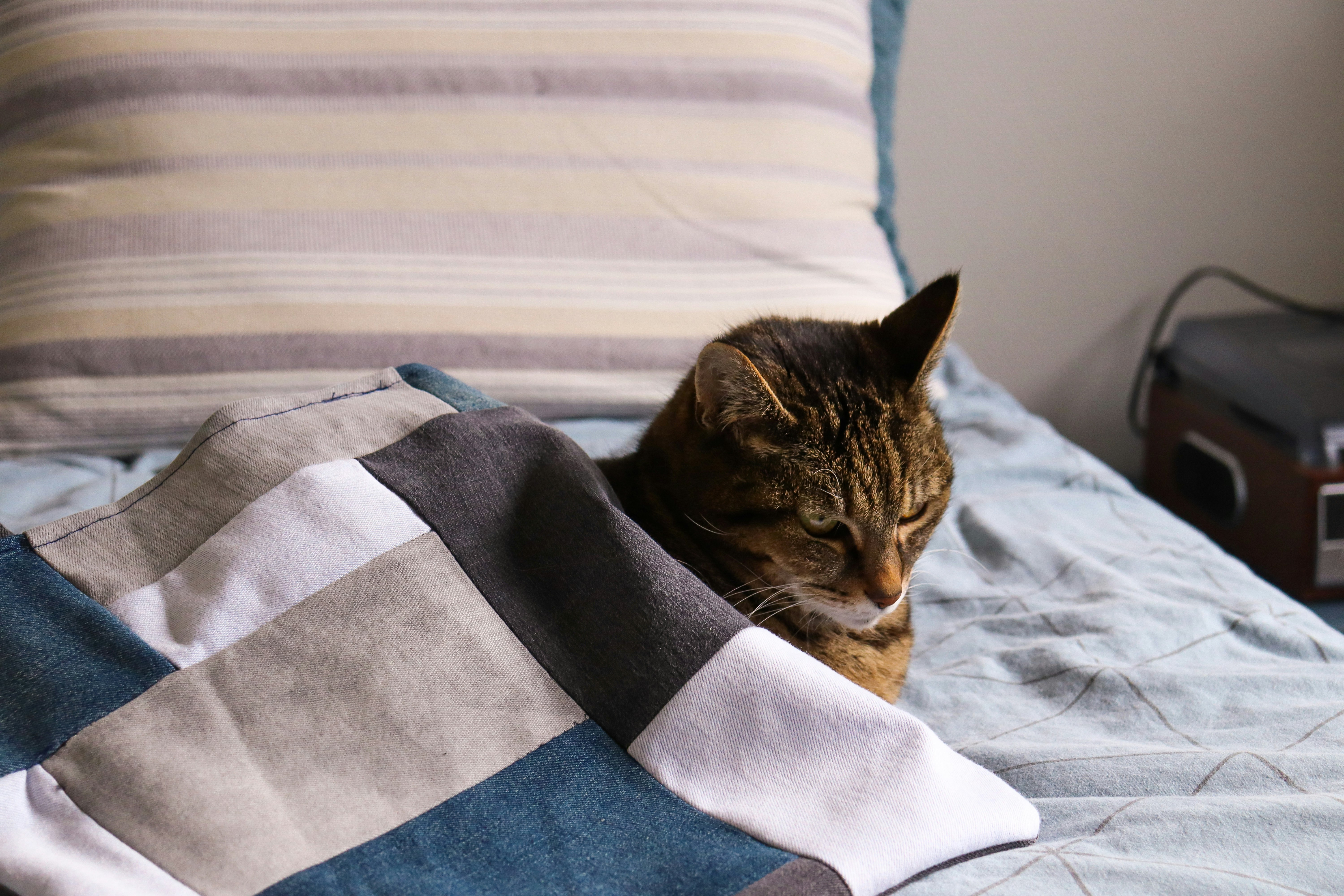 brown tabby cat on blue and white textile