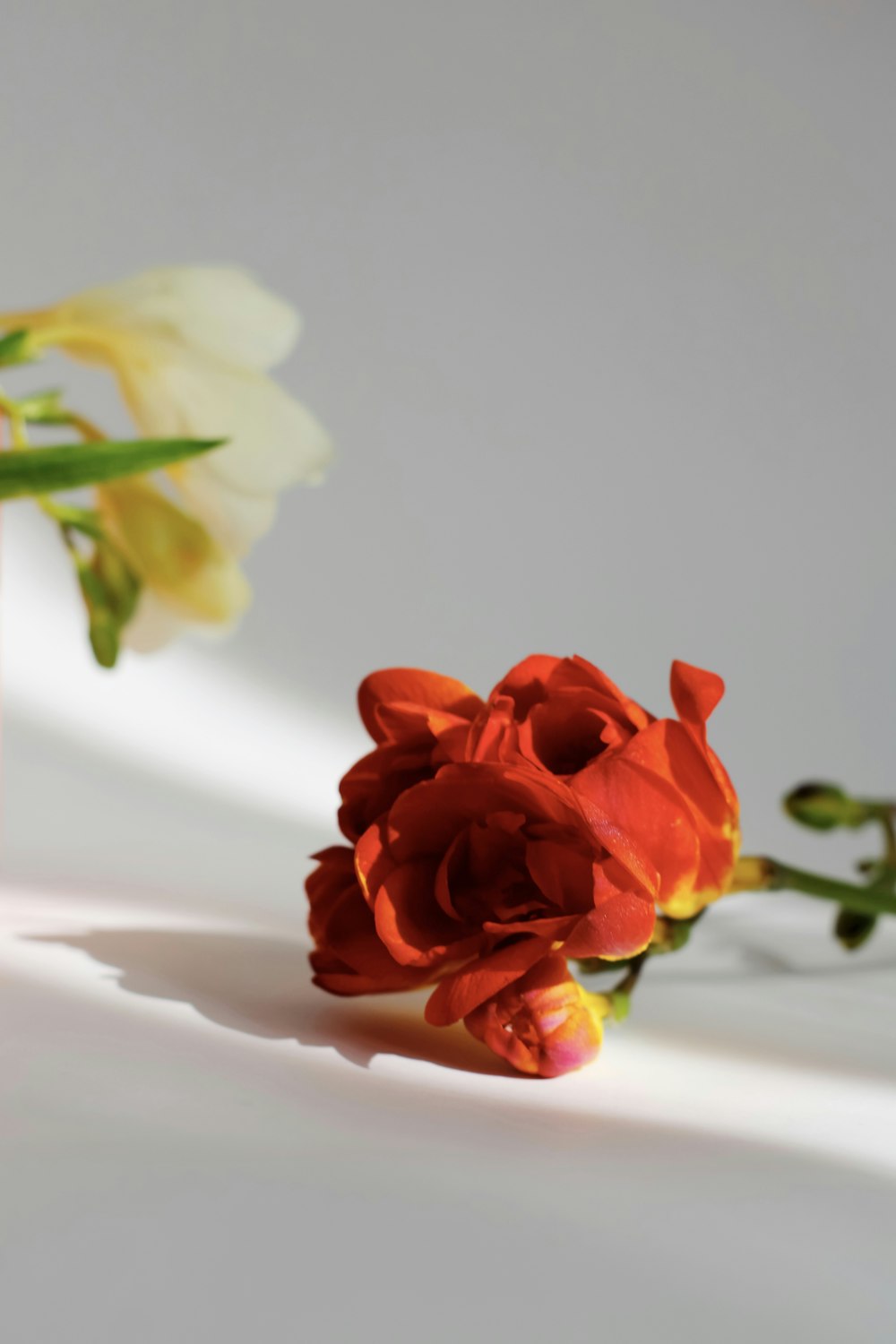 red rose in white textile