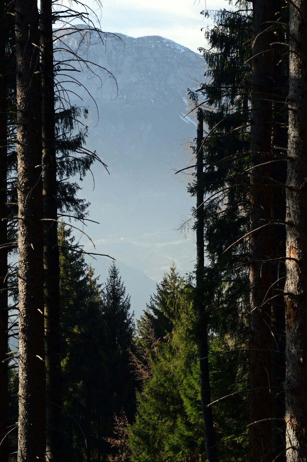 green trees on mountain during daytime