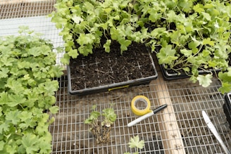 green plant on brown soil