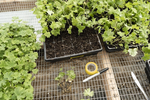 green plant on brown soil