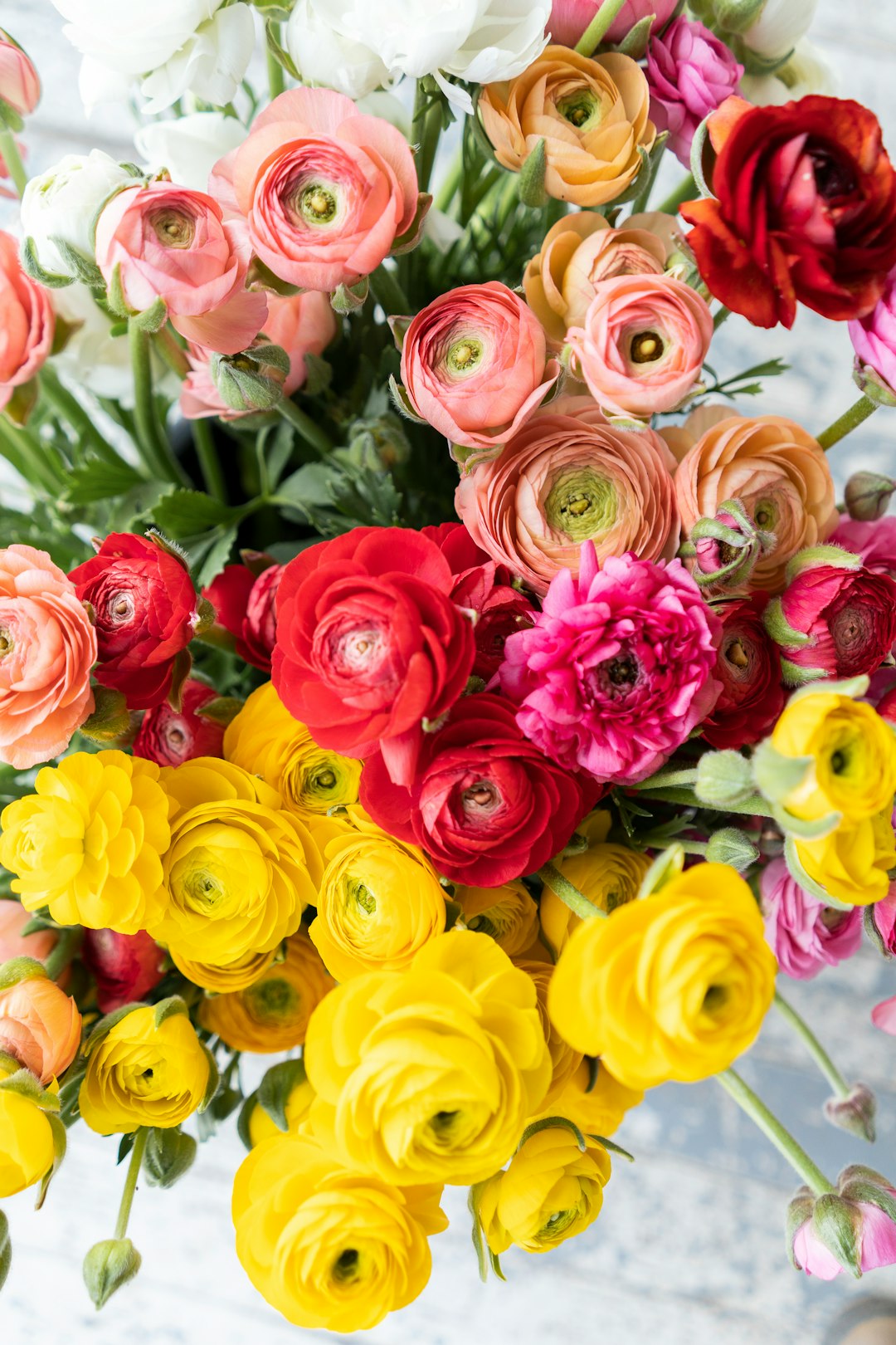 yellow and pink rose flowers